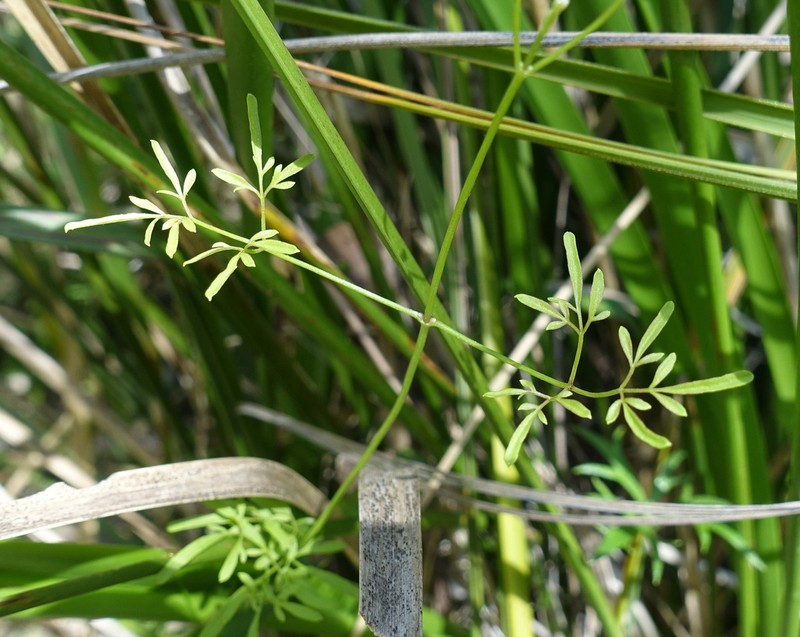 Clematis decipiens