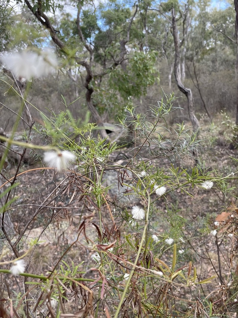 Clematis decipiens photo 2