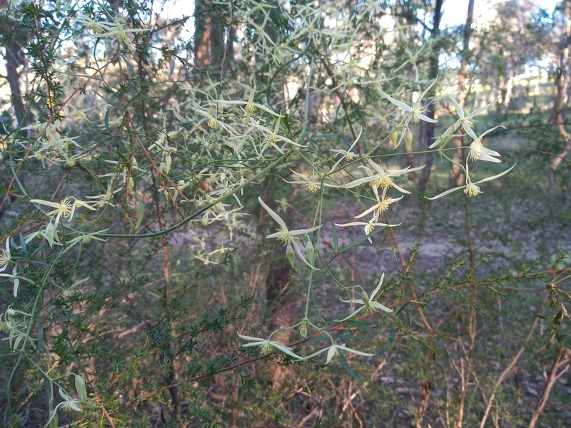 Clematis decipiens photo 3