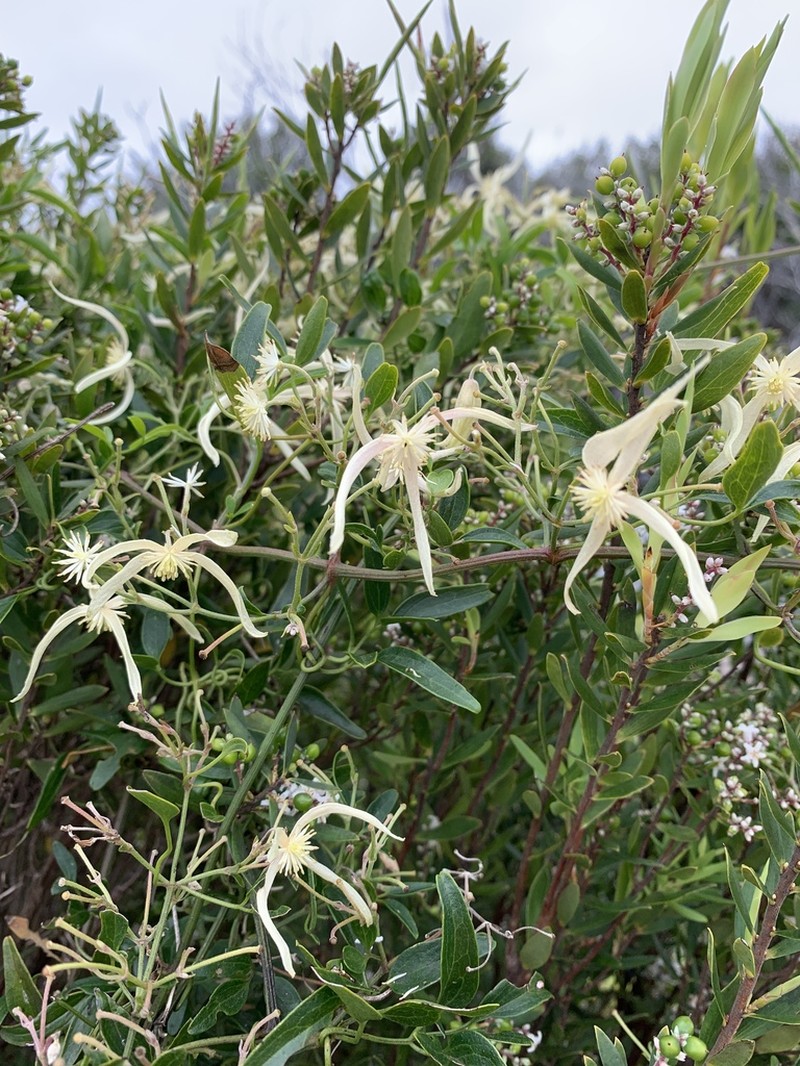 Clematis decipiens photo 4