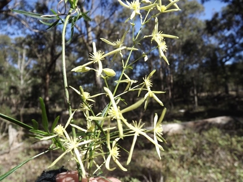 Clematis decipiens photo 5
