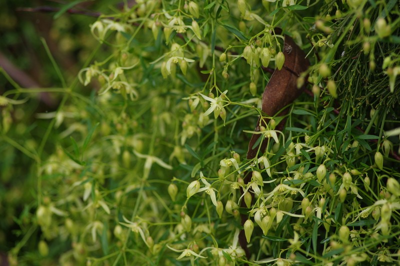 Clematis decipiens photo 6