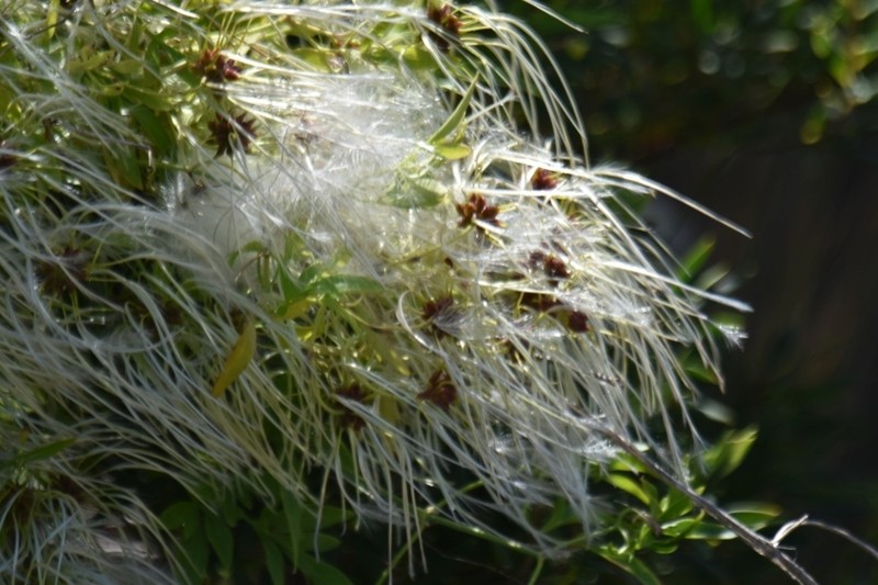 Clematis decipiens photo 7