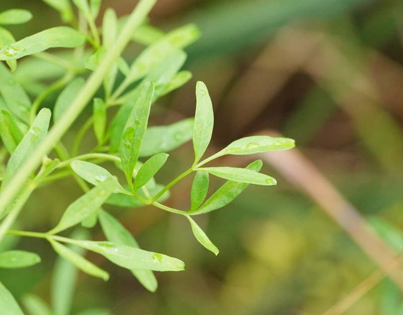 Clematis decipiens photo 8