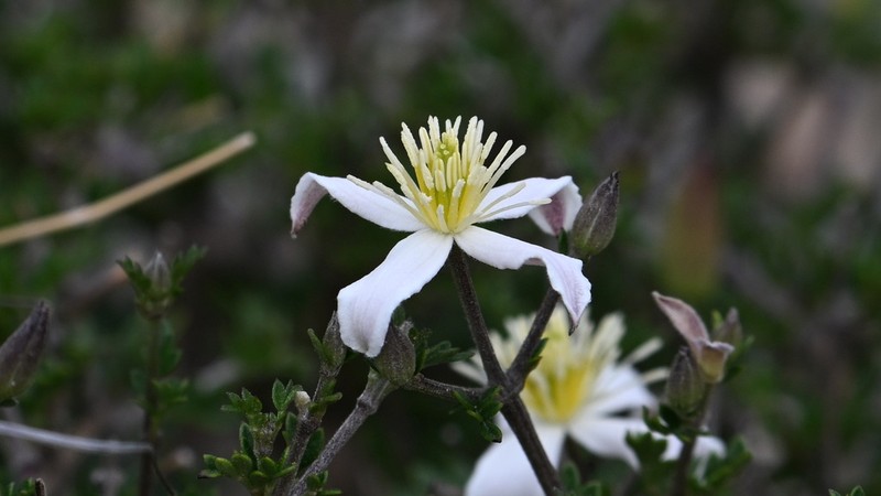 Clematis delavayi