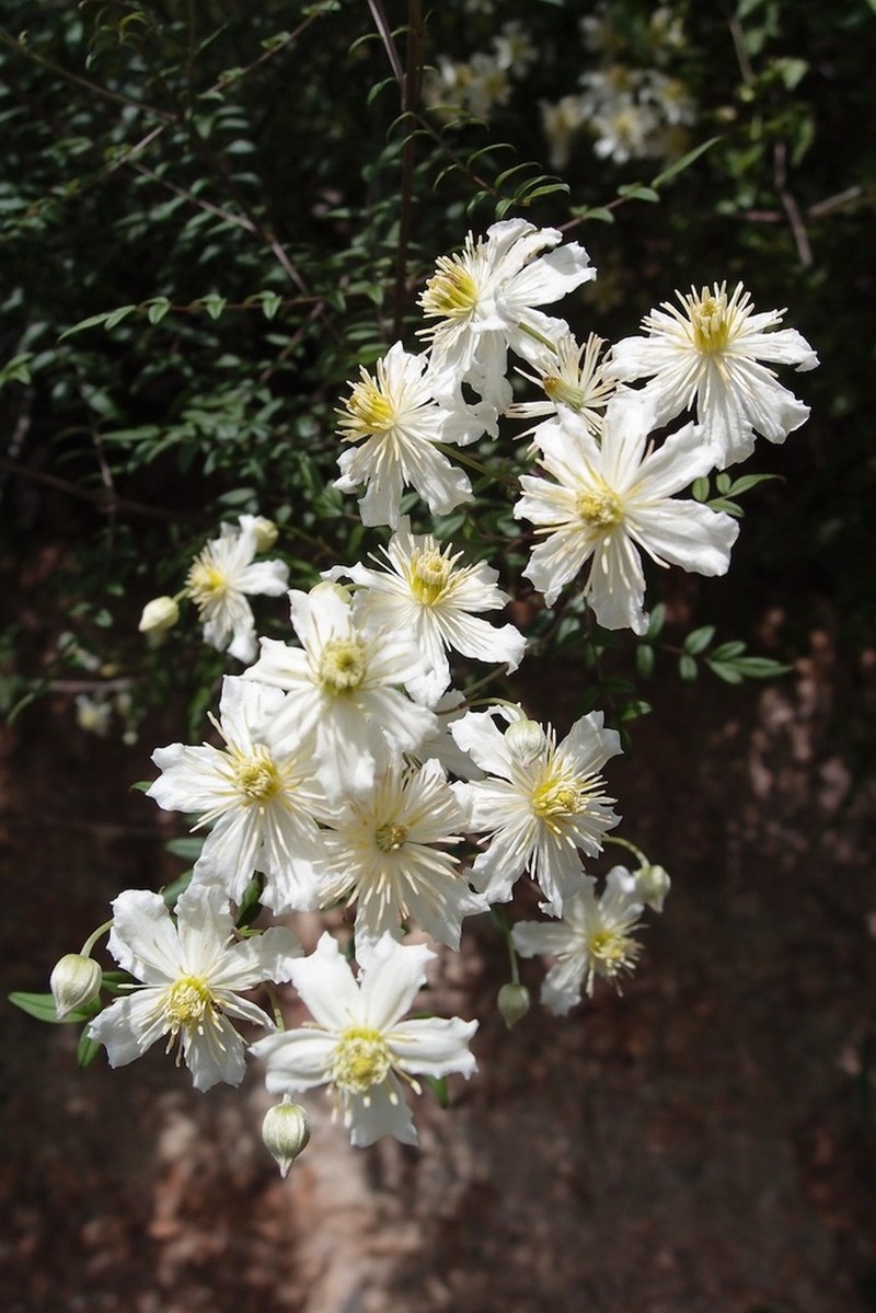 Clematis delavayi photo 2
