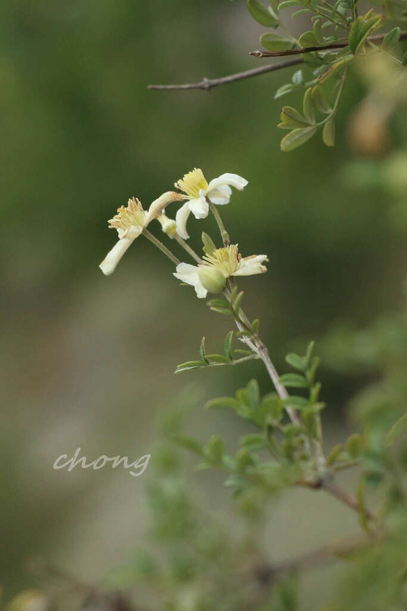 Clematis delavayi photo 3