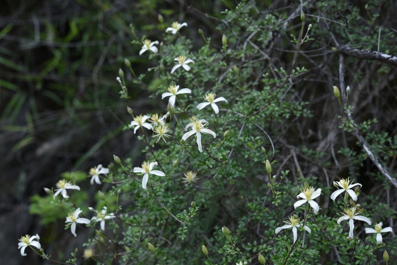 Clematis delavayi photo 4