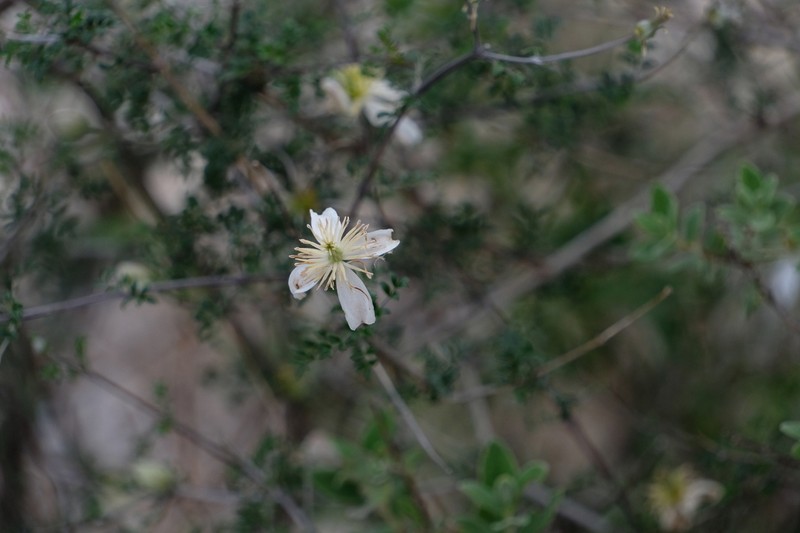 Clematis delavayi photo 5