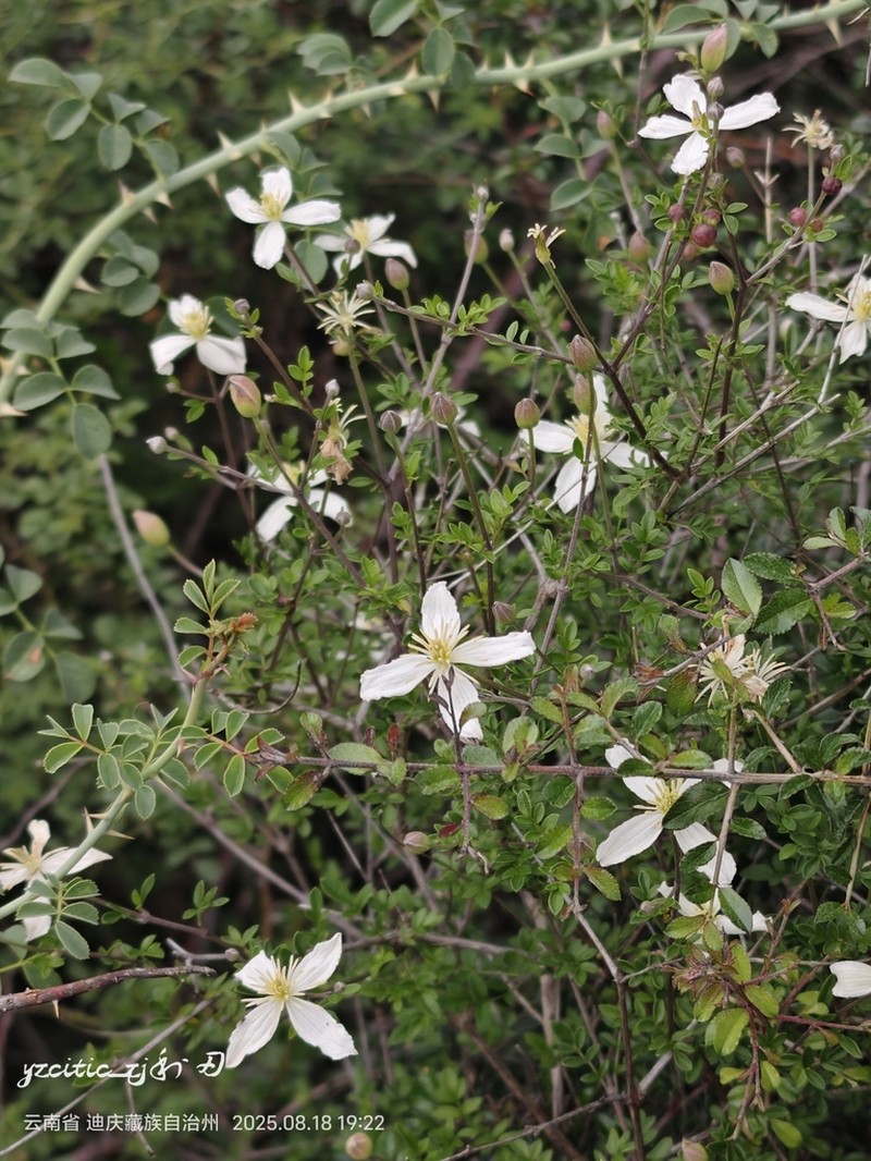 Clematis delavayi photo 6