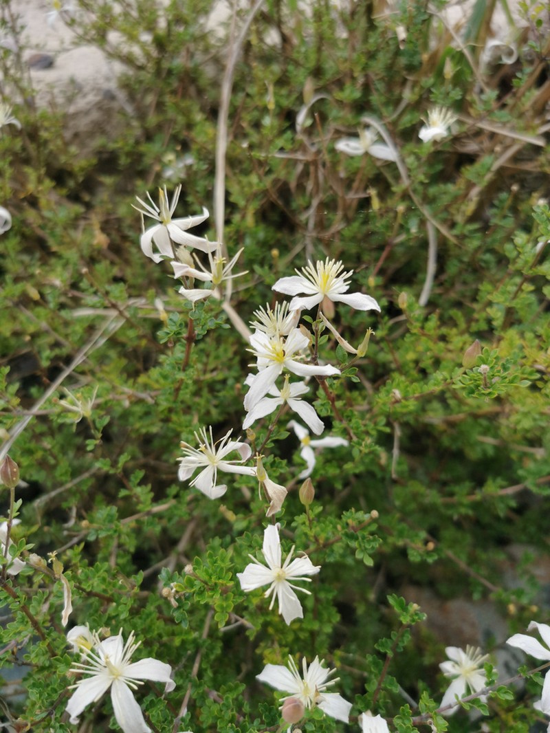 Clematis delavayi photo 8