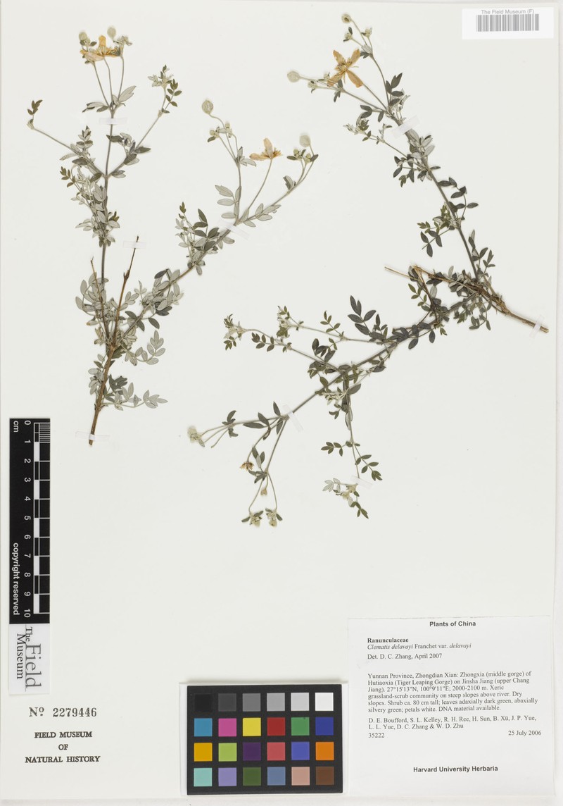 Clematis delavayi var. delavayi