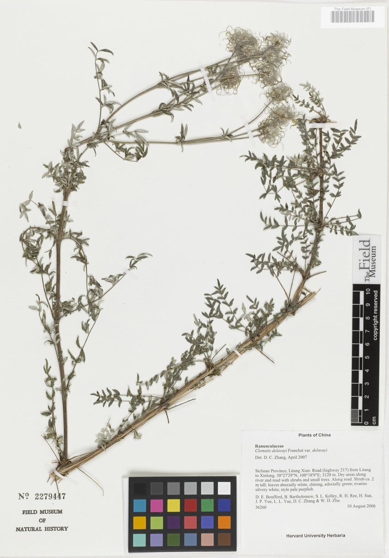 Clematis delavayi var. delavayi photo 2