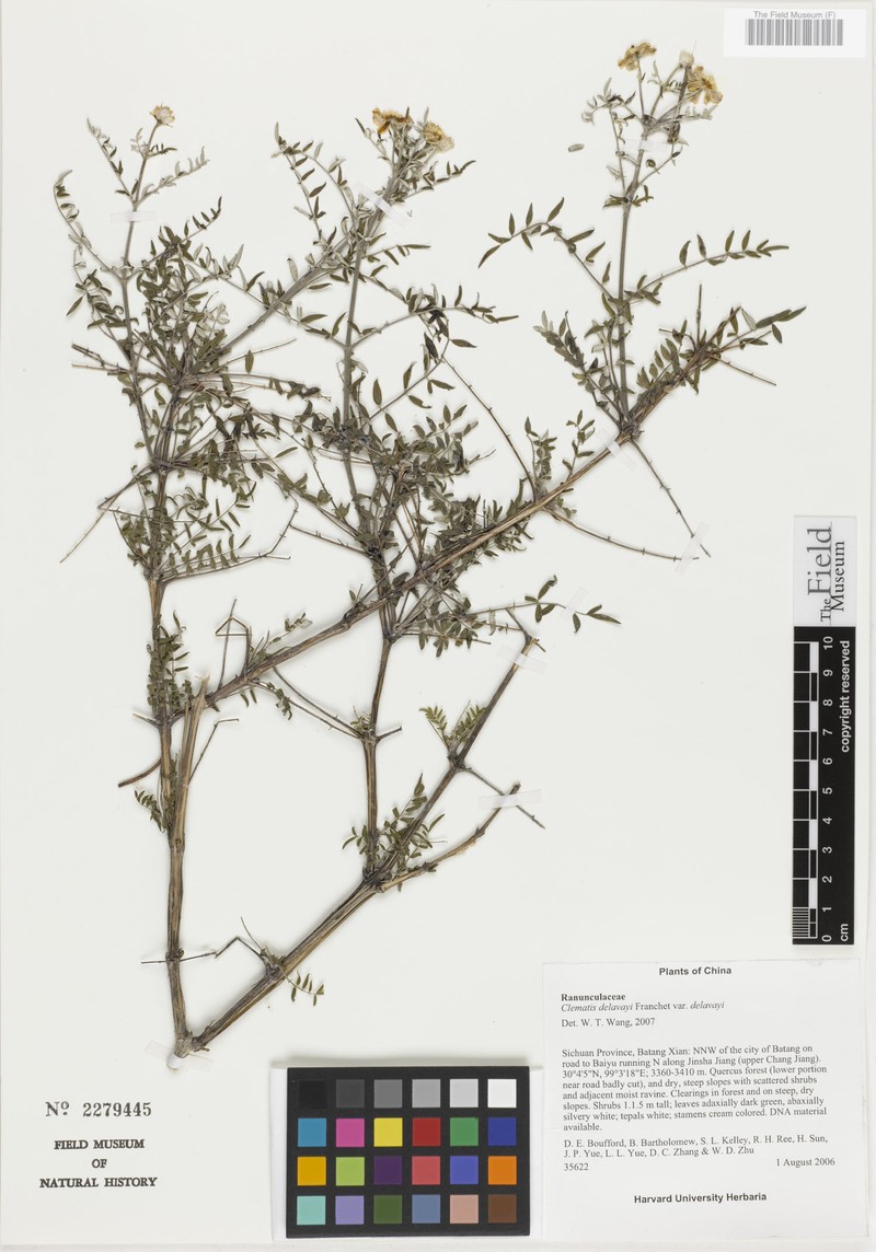 Clematis delavayi var. delavayi photo 3