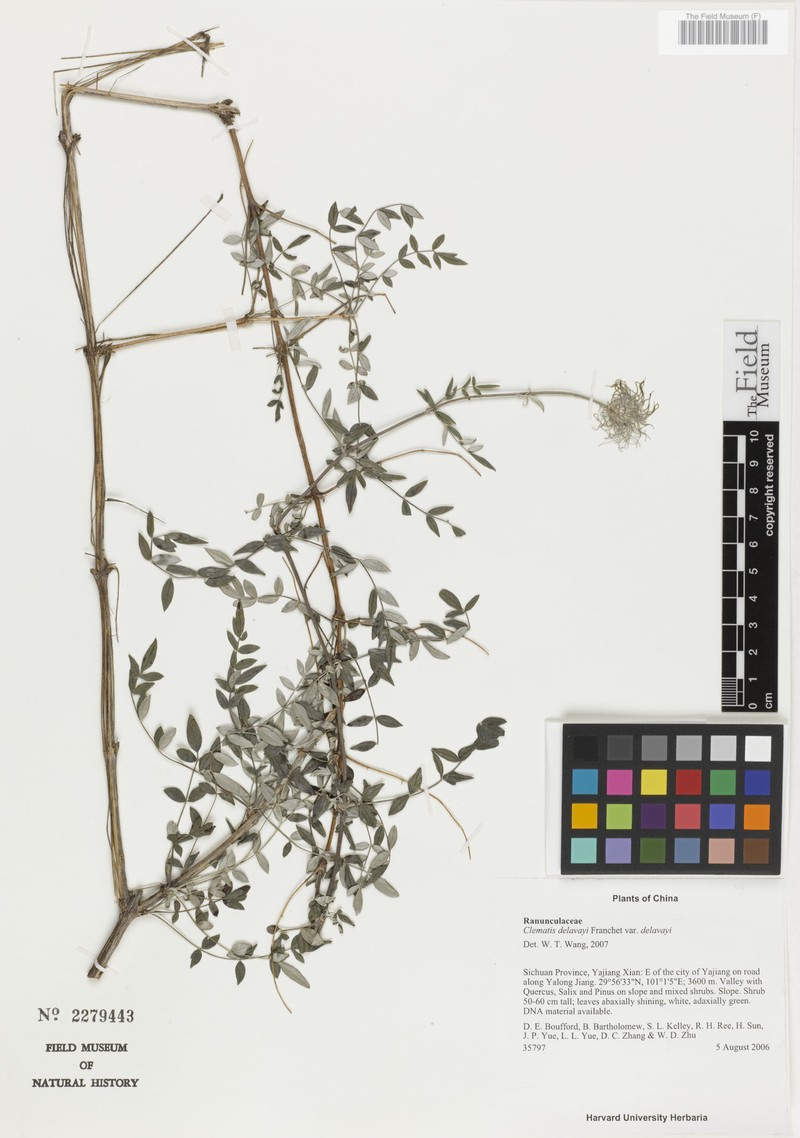 Clematis delavayi var. delavayi photo 4