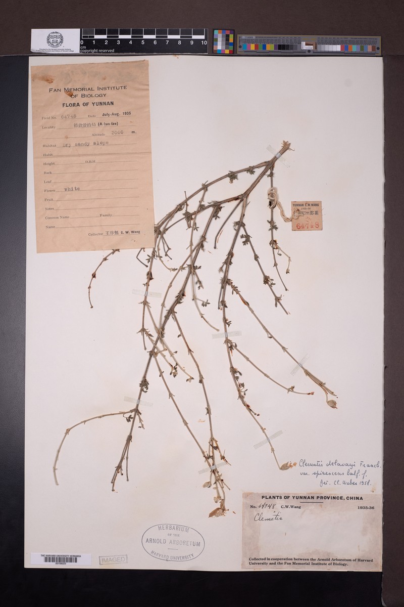 Clematis delavayi var. spinescens