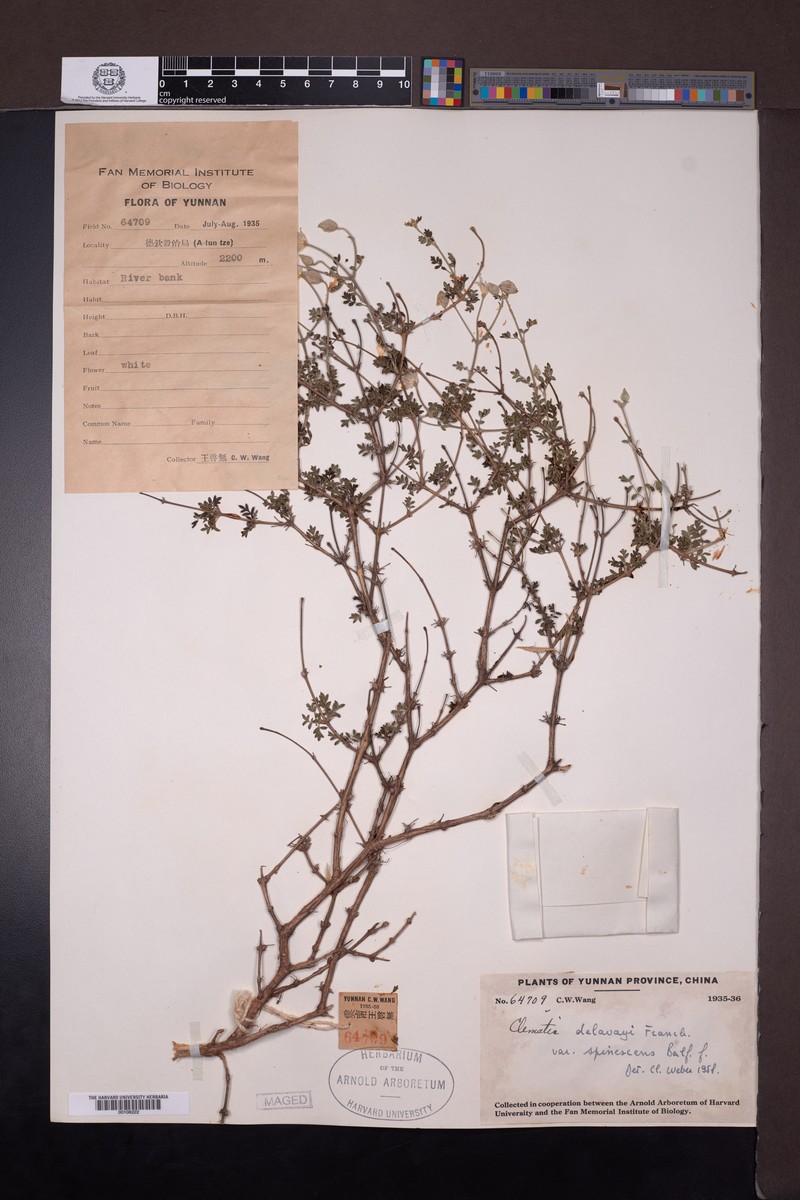 Clematis delavayi var. spinescens photo 2