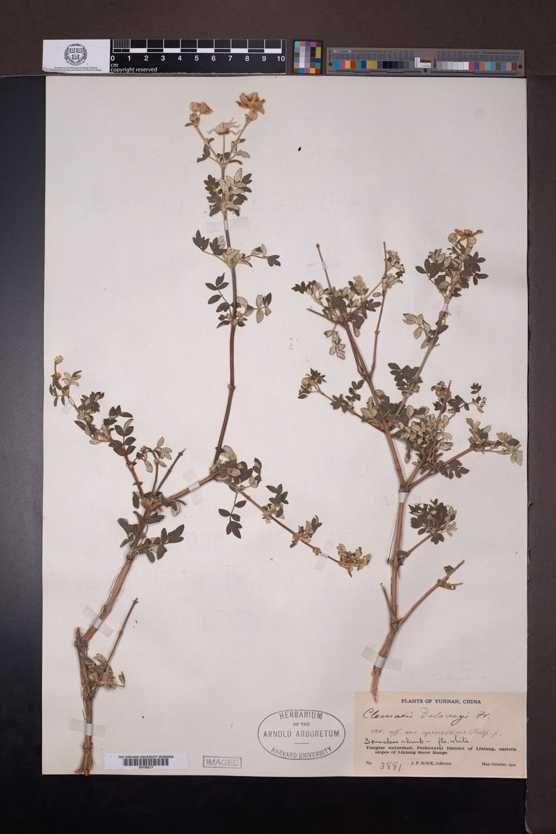 Clematis delavayi var. spinescens photo 3