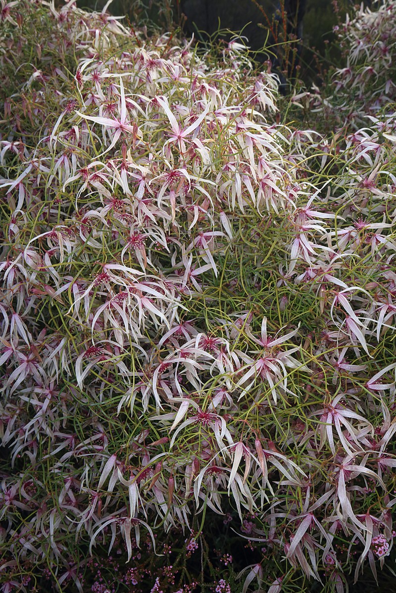 Clematis delicata