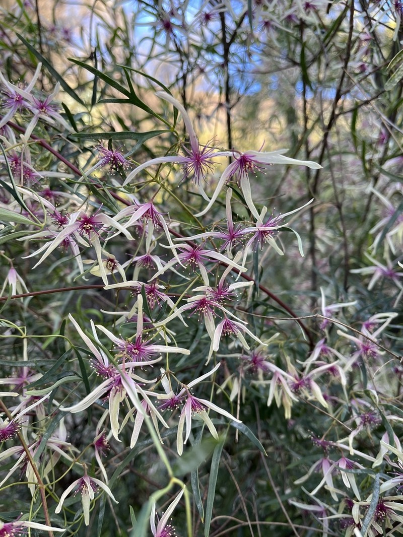 Clematis delicata photo 3