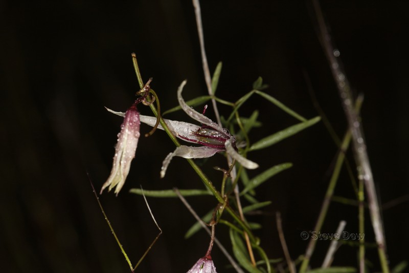 Clematis delicata photo 4
