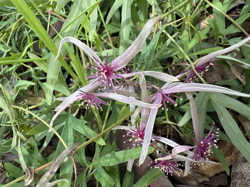 Clematis delicata photo 6
