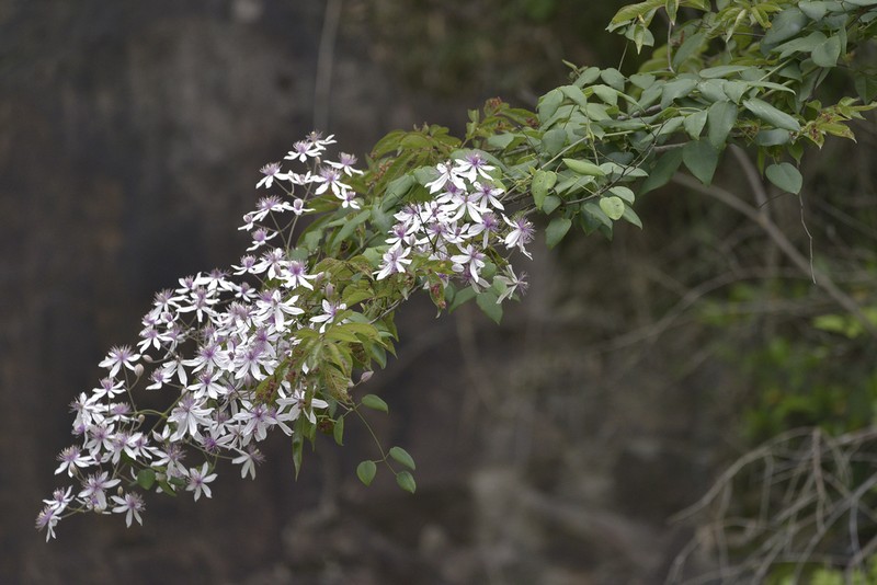 Clematis dilatata