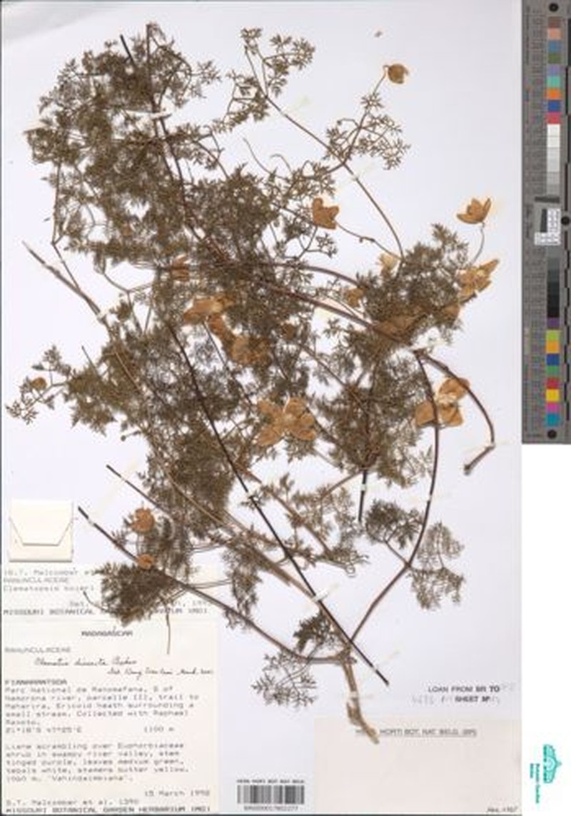 Clematis dissecta photo 2