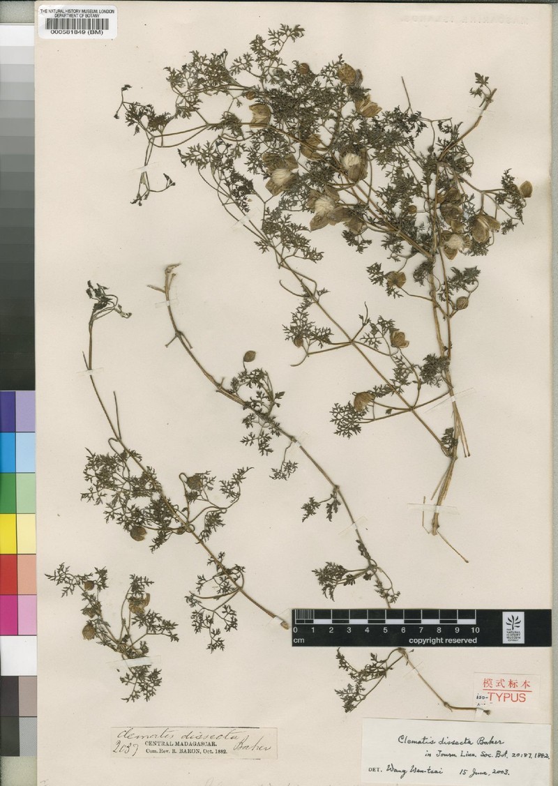 Clematis dissecta photo 3