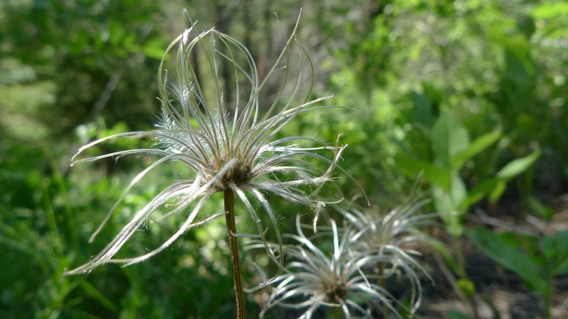 Clematis dissecta