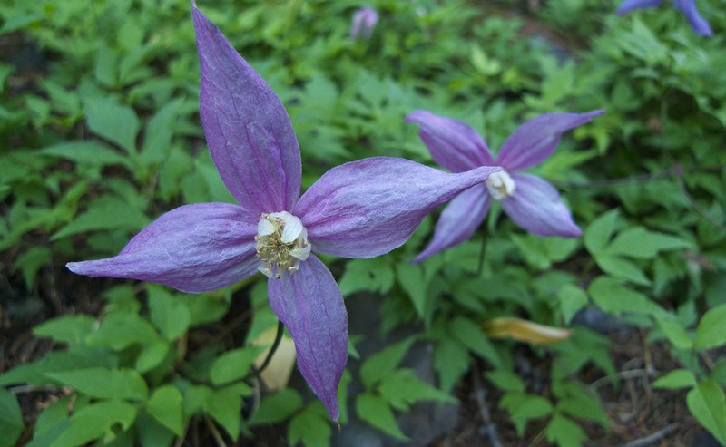 Clematis dissecta photo 4