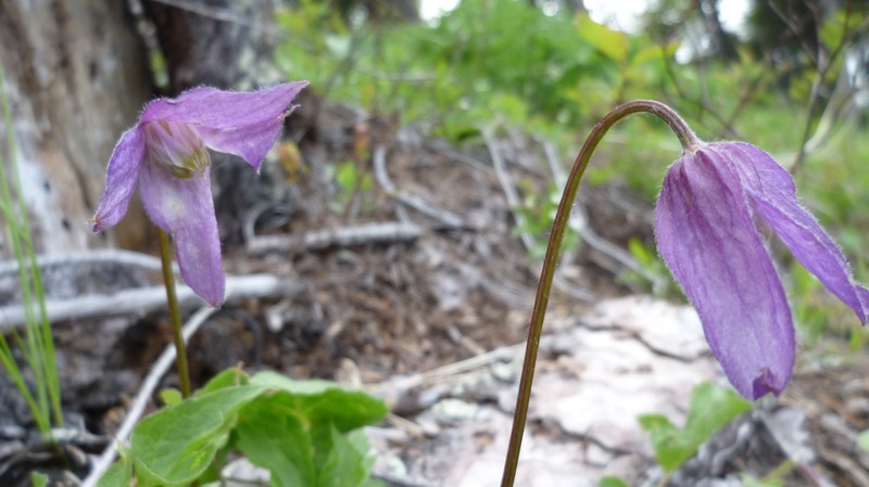Clematis dissecta photo 5