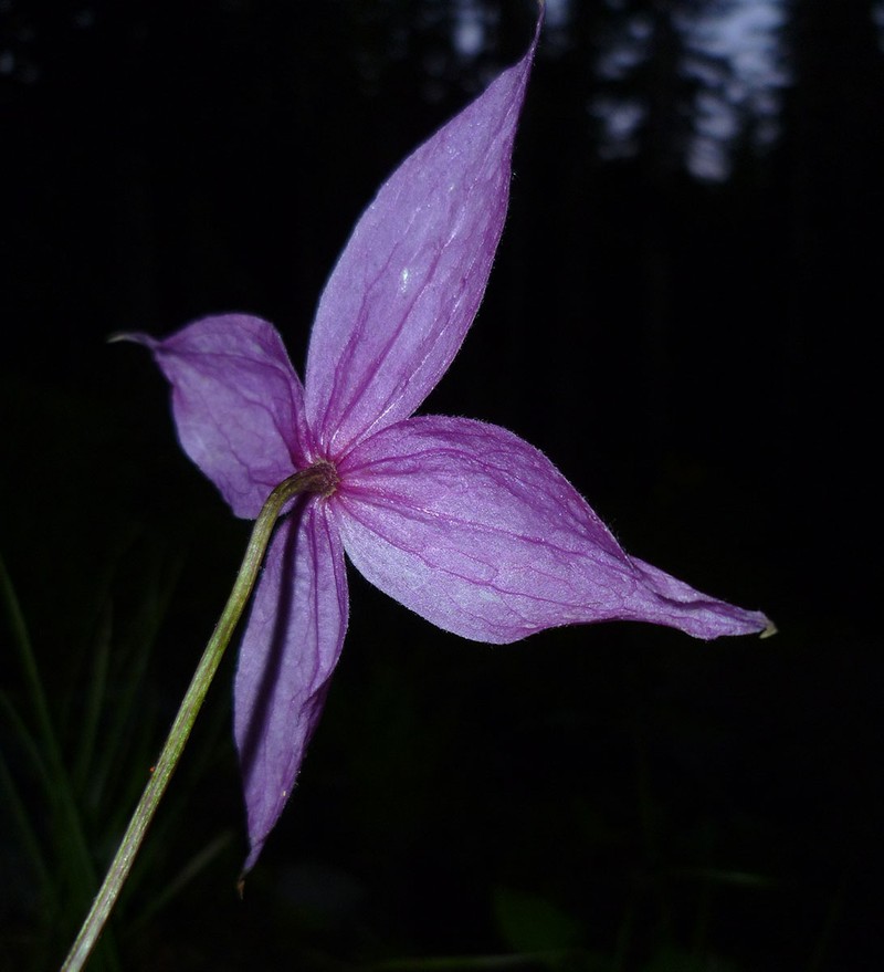 Clematis dissecta photo 6