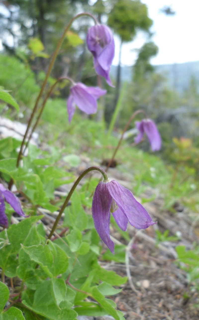 Clematis dissecta photo 8