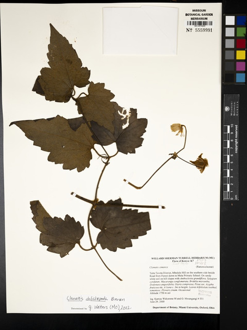 Clematis dolichopoda