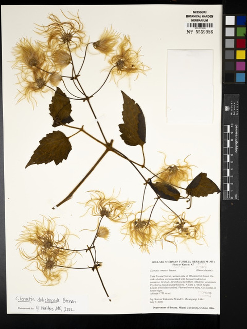 Clematis dolichopoda photo 2