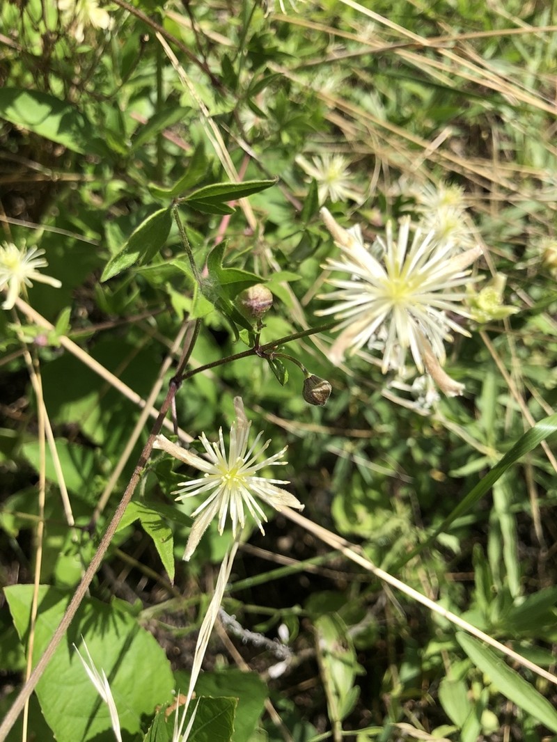 Drummond's Clematis photo 2