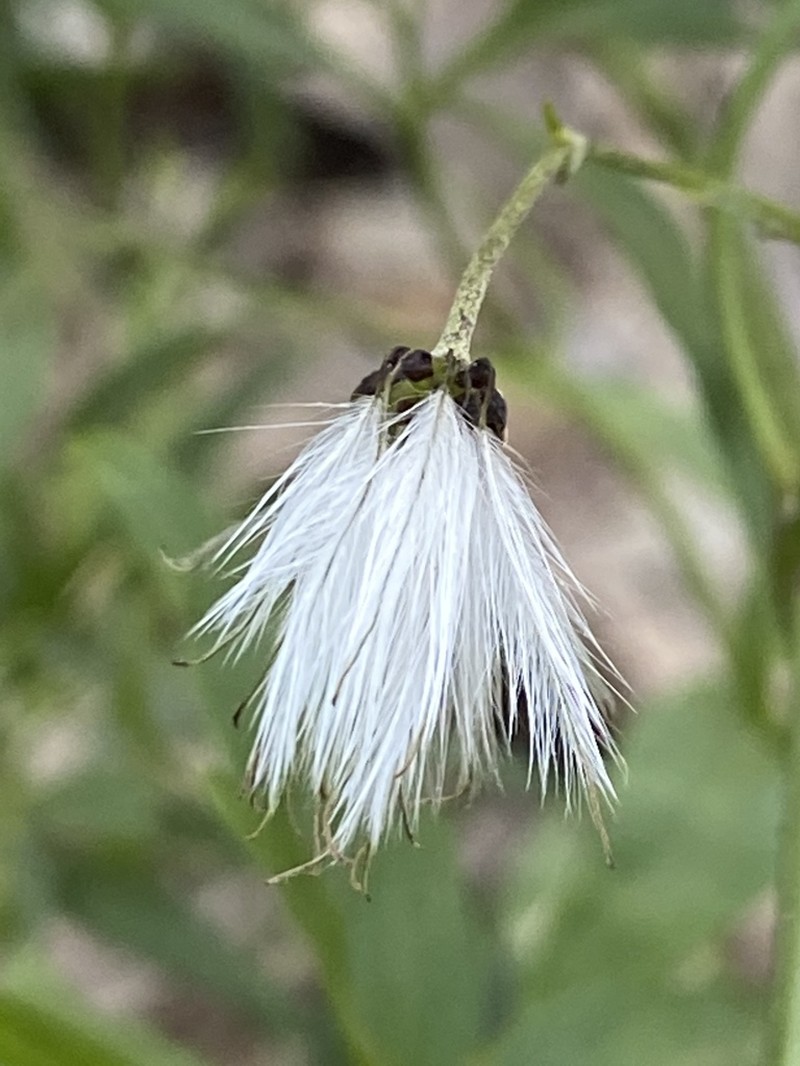 Drummond's Clematis photo 3