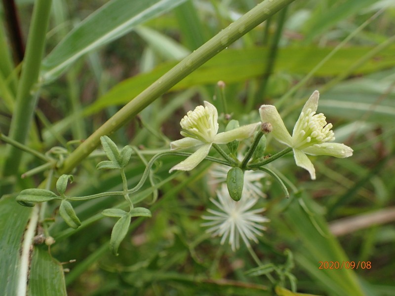 Drummond's Clematis photo 4