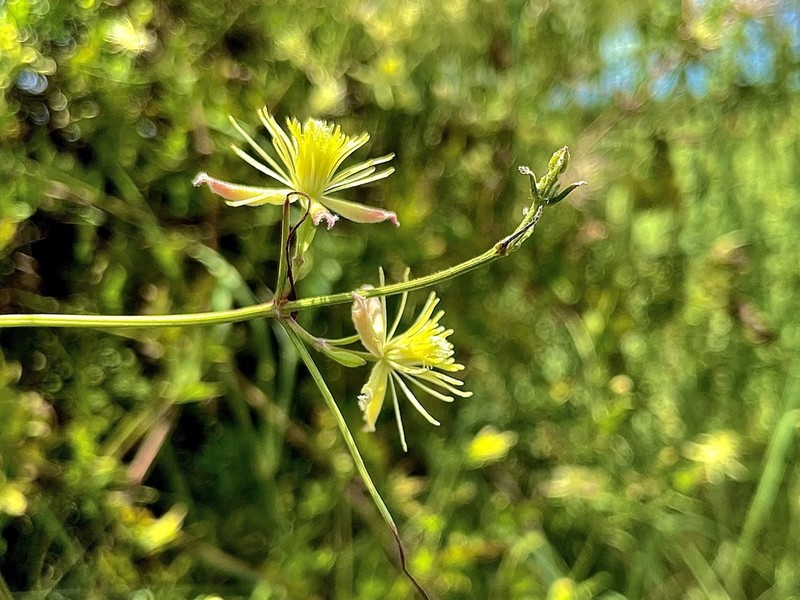 Drummond's Clematis photo 5
