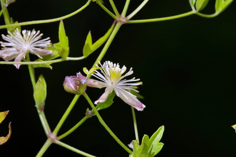 Drummond's Clematis photo 6