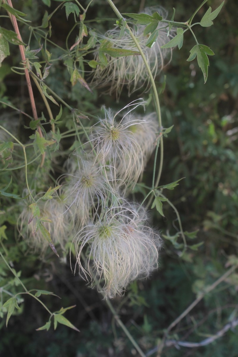 Drummond's Clematis photo 7