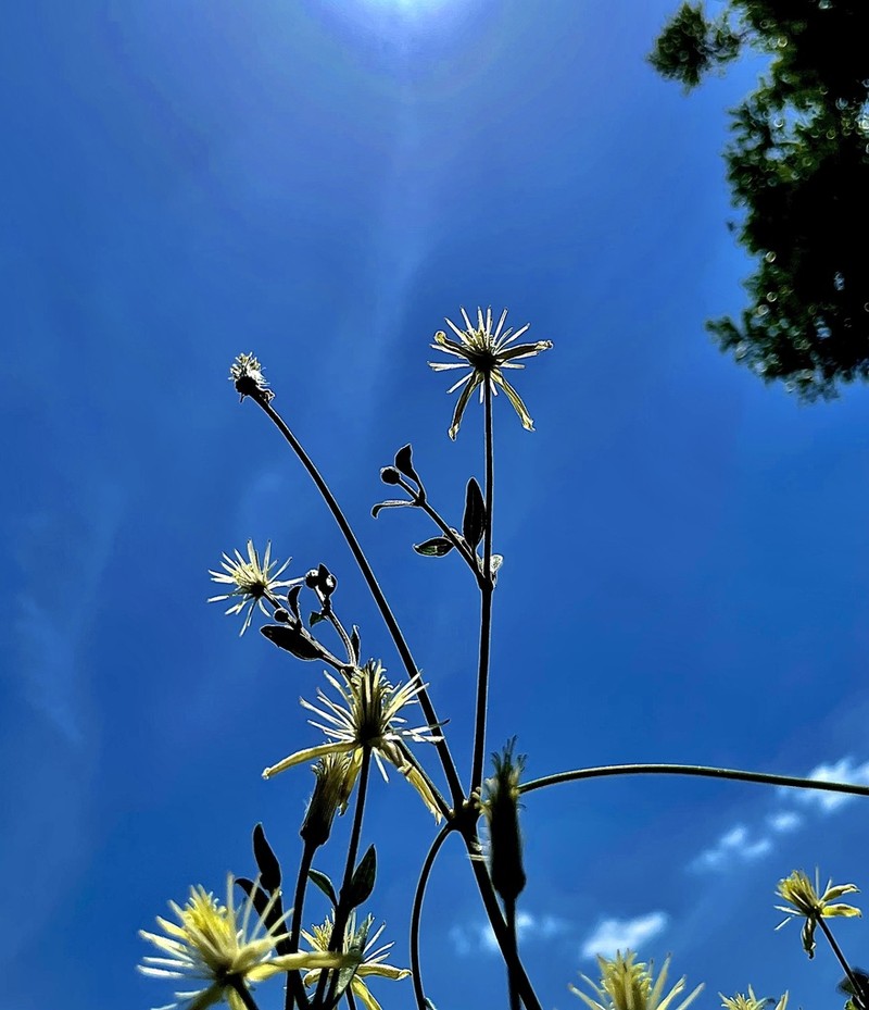 Drummond's Clematis photo 8