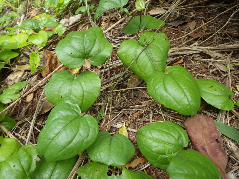 Clematis dubia