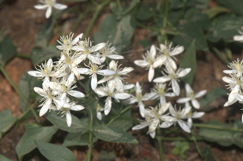 Clematis elisabethae-carolae photo 2