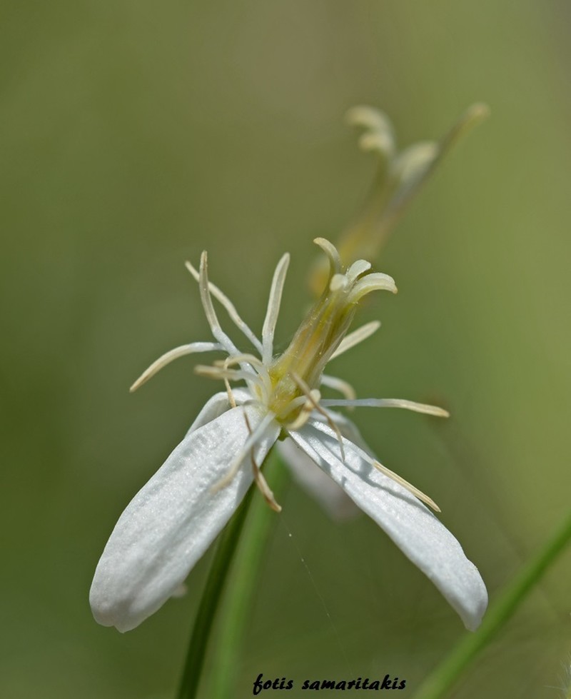 Clematis elisabethae-carolae photo 3
