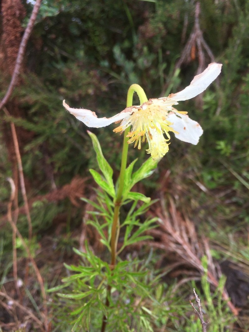 Clematis falciformis