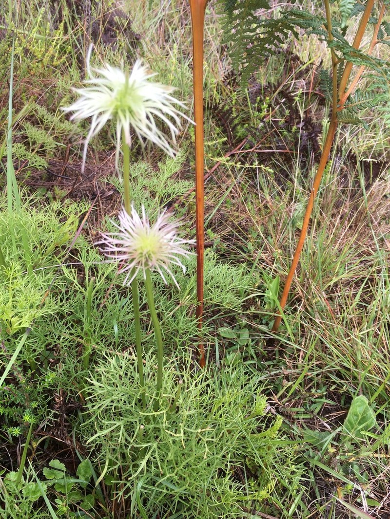 Clematis falciformis photo 2