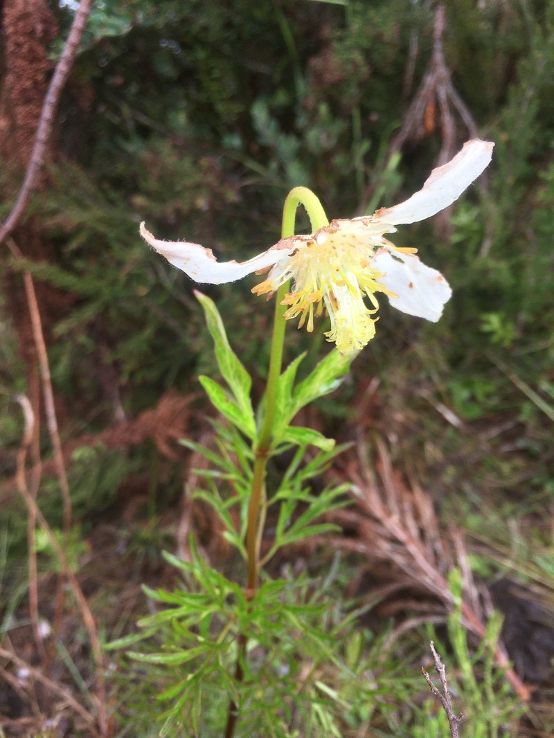 Clematis falciformis photo 4