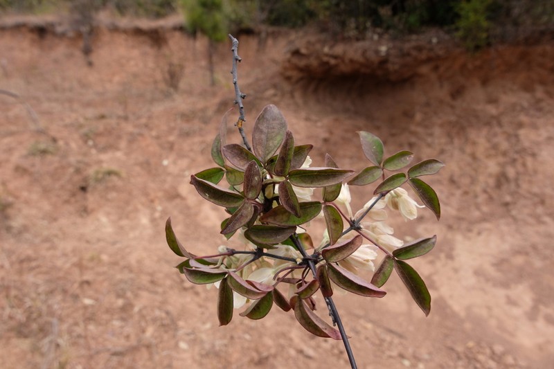 Clematis fasciculiflora